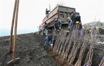 Около 690 га леса планируют восстановить в Самарской области в 2019 году