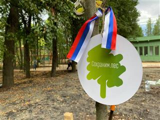 Около 2,5 млн хвойных деревьев высадят в Нижегородской области во время акции "Сохраним лес"