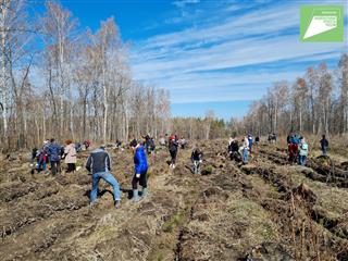 3500 сеянцев сосны посадили в Сенгилеевском лесничестве в рамках акции "Сад Памяти"