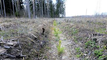 В осенний период в Татарстане проведут работы по дополнению лесных культур на площади 1,7 тысячи гектаров