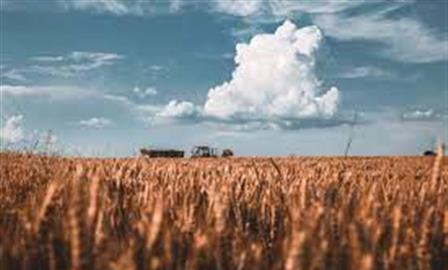 Новые сорта пшеницы и геномная селекция: как аграрии Поволжья будут заменять импортные семена 