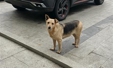 В Татарстане после нападения своры собак на ребенка задержаны руководитель и работник службы отлова