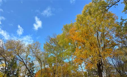 Областной суд пересмотрит генплан Самары из-за "пропавших" лесов