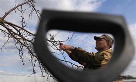 Весеннее пробуждение сада: советы агронома, как подготовить участок к новому сезону