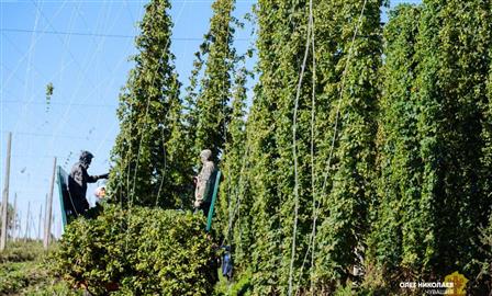 В Чувашии самая высокая урожайность хмеля за последние 20 лет 