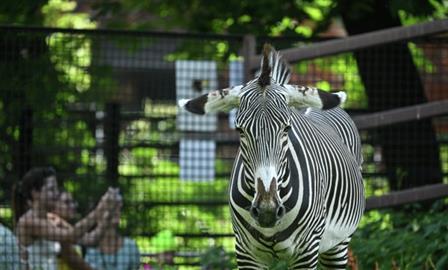 Зоопарк предложили построить около "Самара Арены"
