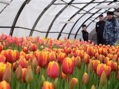 В самарские магазины поступило 15 тыс. тюльпанов, выращенных заключенными