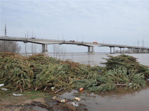 Под Южным мостом обнаружено больше тысячи выброшенных новогодних елок