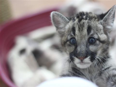 1 июня посетители Самарского зоопарка смогут выбрать имя детеныша пумы