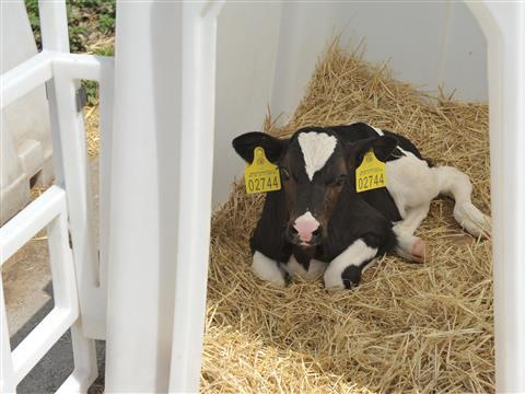 Молочная ферма "Экопродукт" планирует увеличить поголовье и расширить производственные мощности 