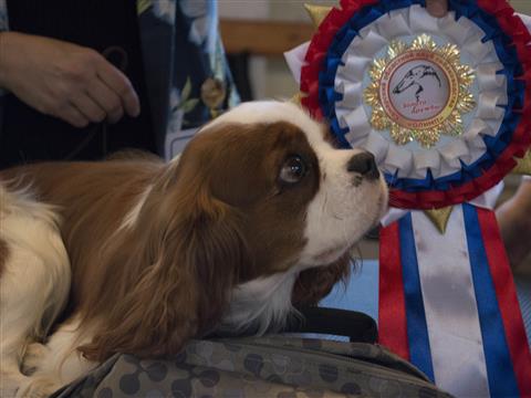 В Самаре прошла крупная выставка с участием самых редких и дорогих пород собак 