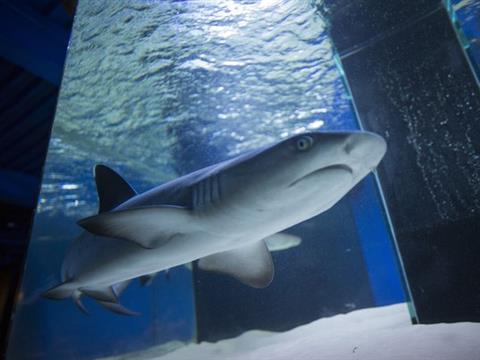 ТЦ "АМБАР" захватил рыбный десант во главе с самой настоящей акулой