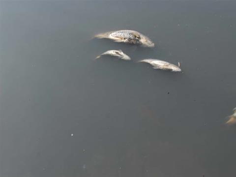 Гибель рыбы в пруду близ Нового Буяна