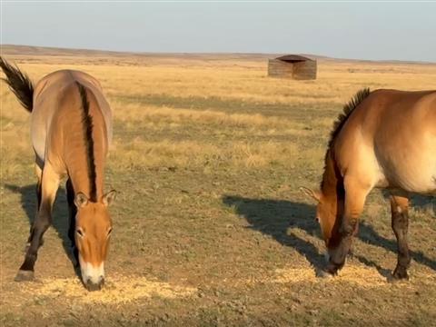 В оренбургский питомник с лошадьми Пржевальского хотят привлечь больше туристов