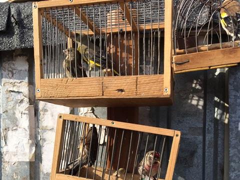 Конфликт на Птичке: волонтеры пытались предотвратить продажу диких птиц