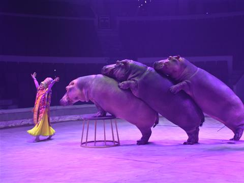 В Самару приехало цирковое шоу Гии Эрадзе "Песчаная Сказка"