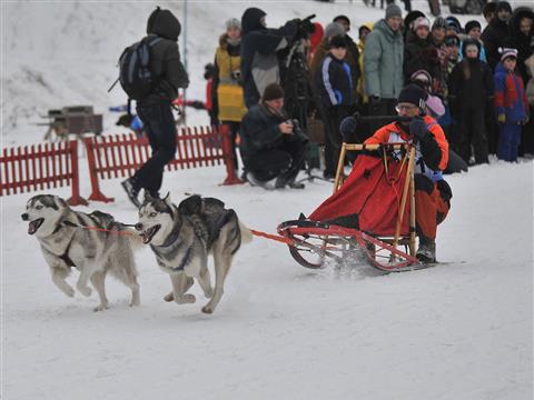  На самарской лыжной базе "Динамо" прошли гонки на собаках (видео)