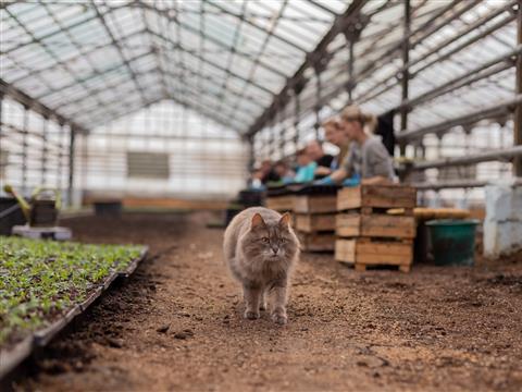 Как выращивают цветы для озеленения Самары