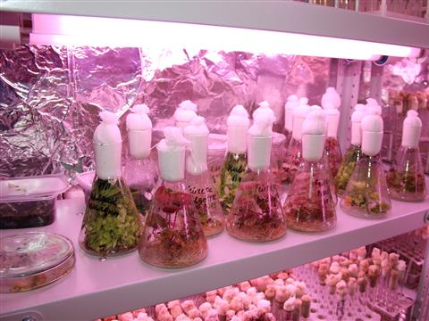 Резиденты технопарков создали уникальную смазку и биотехнологию выращивания безвирусного семенного материала