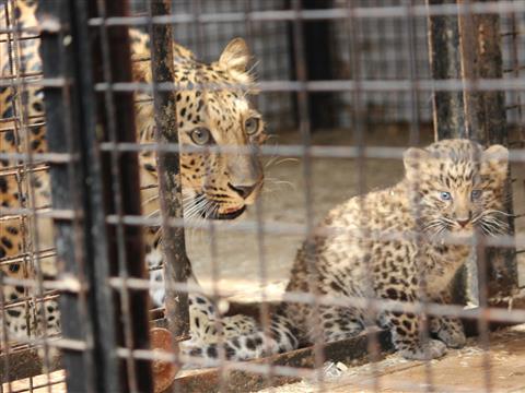 В самарском зоопарке родились леопарды вымирающего вида