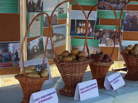 В Приволжье прошла юбилейная выставка-ярмарка "Барыня-картошка"