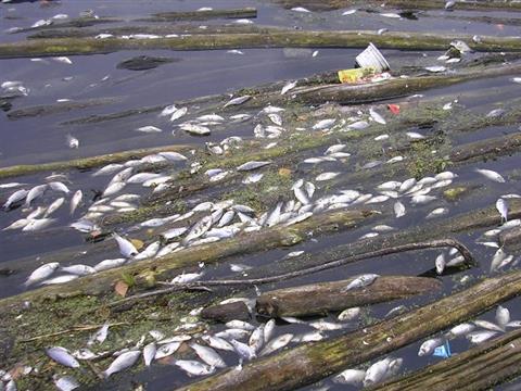 В озере около Нового Буяна вновь произошел замор рыбы