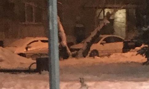 В микрорайоне "Волгарь" появились дикие зайцы
