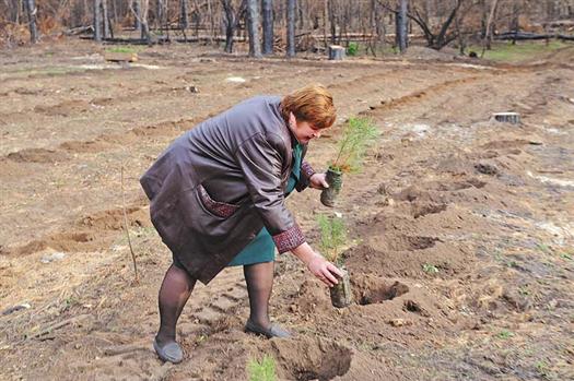 Защитит ли тольяттинские леса от застройки новый статус, покажет время... 