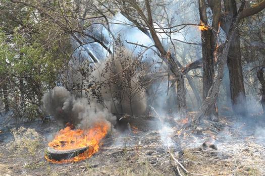 Областные власти разработали программу по восстановлению уничтоженных огнем лесов