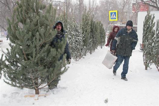 В этом году количество елочных базаров в Тольятти значительно сократится