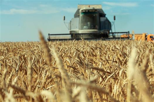 Регионы ПФО экспортировали зерно на $86 млн