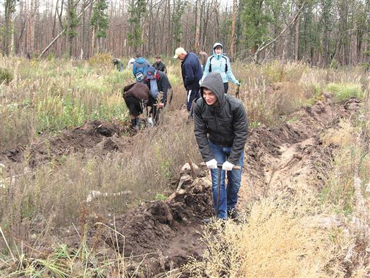 Бюджет новой программы спасения городских лесов Тольятти составит более 230 млн рублей