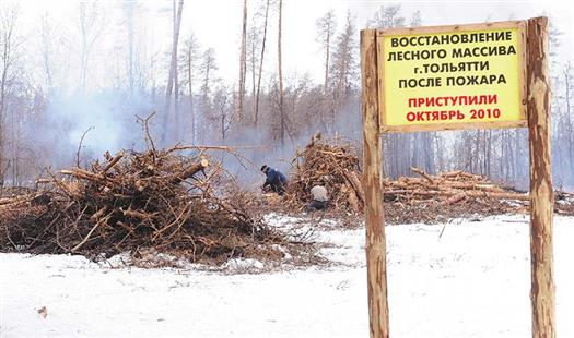 Руководство Автограда считает, что у тольяттинских лесов должен быть хозяин