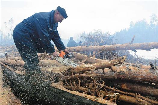 Восстановление леса – один из шансов трудоустроиться для уволенных сотрудников «дочек» «АвтоВАЗа»