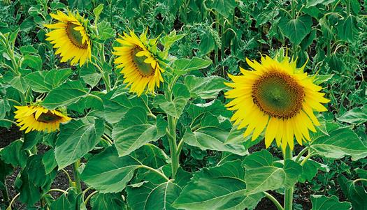 Гибрид Солнцепёк, ООО "Агрокомплекс "Ейский", Краснодарский край, 2025 год