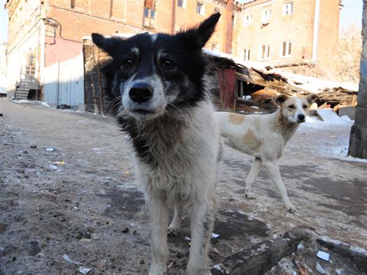 В Тольятти ежемесячно регистрируется в среднем 190 сигналов от жителей по поводу нападения собак, растет число случаев бешенства