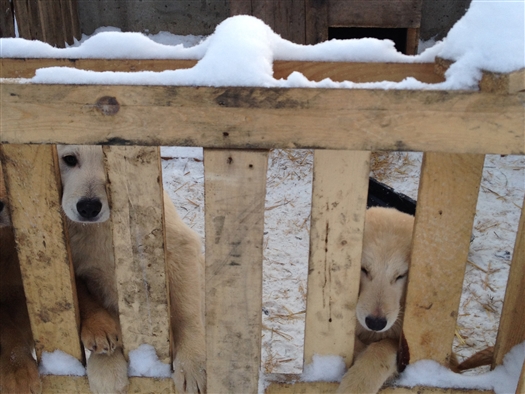 Бродячих собак в Тольятти смогут начать отлавливать только весной