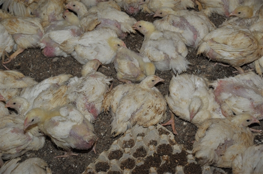 С Тольяттинской птицефабрики могут снять угрозу банкротства