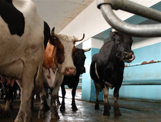 "Велес" за год поставил сельхозпредприятиям региона более 3 тыс. голов скота