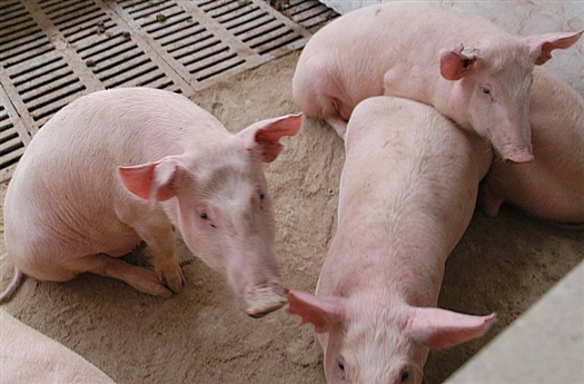 Завоз 180 продуктивных свиноматок должен был состояться еще в апреле прошлого года