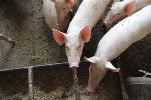 Эффективных средств профилактики африканской чумы свиней до настоящего времени не разработано