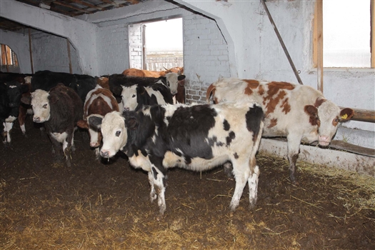 В регионе планируется открытие лаборатории по определению качества кормов и молочной продукции