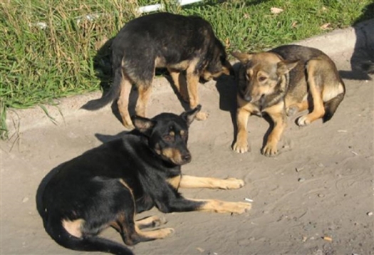 С начала года в Самаре отловлено 16 тыс. безнадзорных собак
