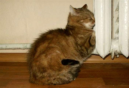 отопление кошка.jpg