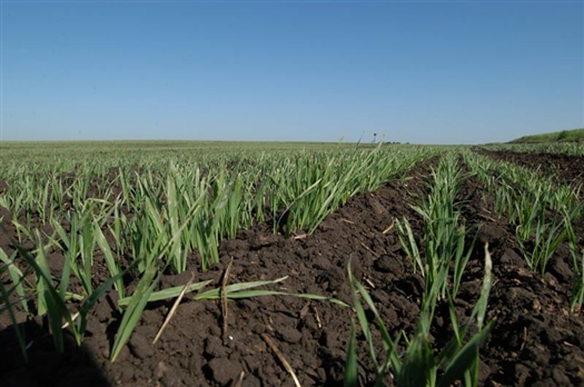 Процент удачных посевов озимых в Самарской области к весне 2011 года может вырасти до 20-25%