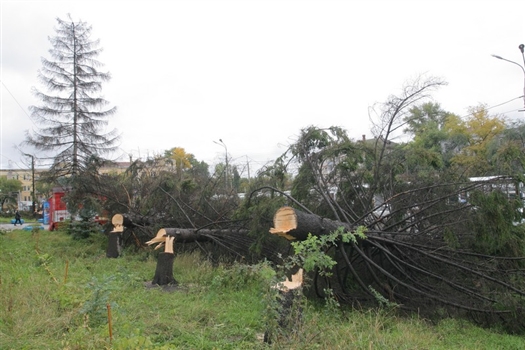 Дмитрий Азаров заявил, что вопиющий факт вырубки деревьев не останется без ответа городских властей