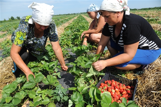 Алексей Шевяков планирует вложить 115 млн руб. во фруктово-ягодные сады Пестравского района