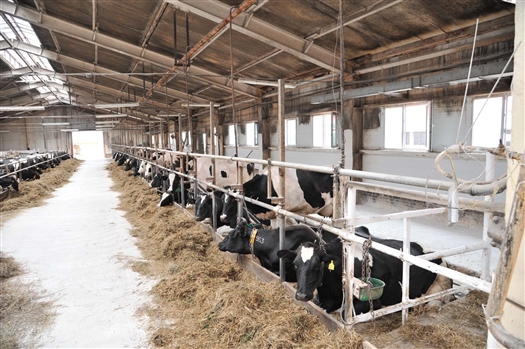 В регионе появится программа развития молочного скотоводства
