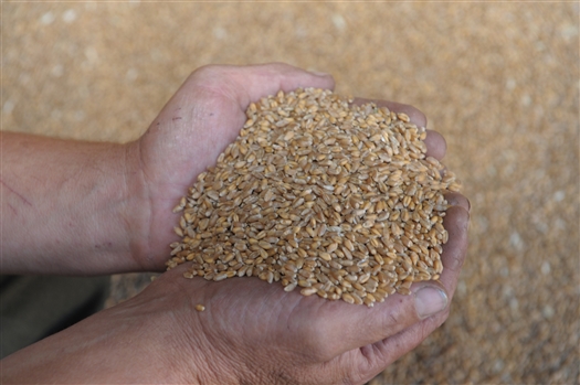 В Самарской области в настоящее время намолочено 1,37 млн т зерна при средней урожайности 16,5 центнера с гектара (уровень 2012 г. - 12,2 ц/га)
