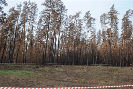 В ближайшем будущем тольяттинские леса могут превратиться в леса строительные.